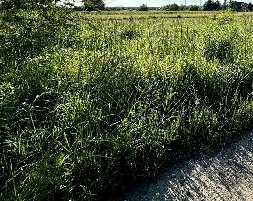 Działka budowlana Kampinos A sprzedam