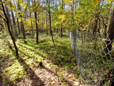 Działka leśna sprzedam