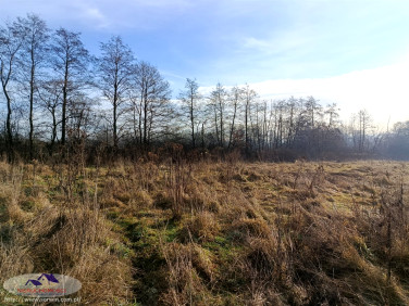 Działka rolna Mędrzechów