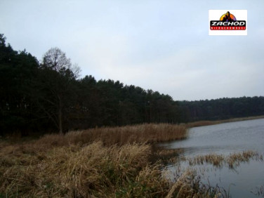 Działka leśna Przytoczna sprzedam