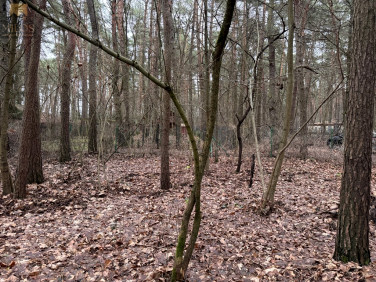 Działka leśna sprzedam