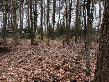 Działka leśna Sikory