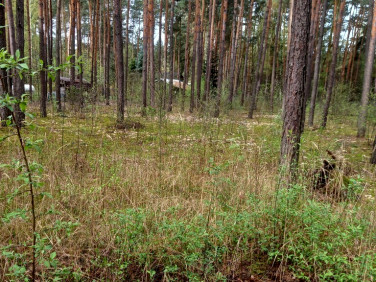 Działka rekreacyjna Siestrzeń