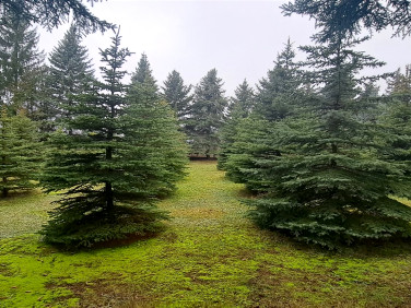 Działka usługowa Żółtki