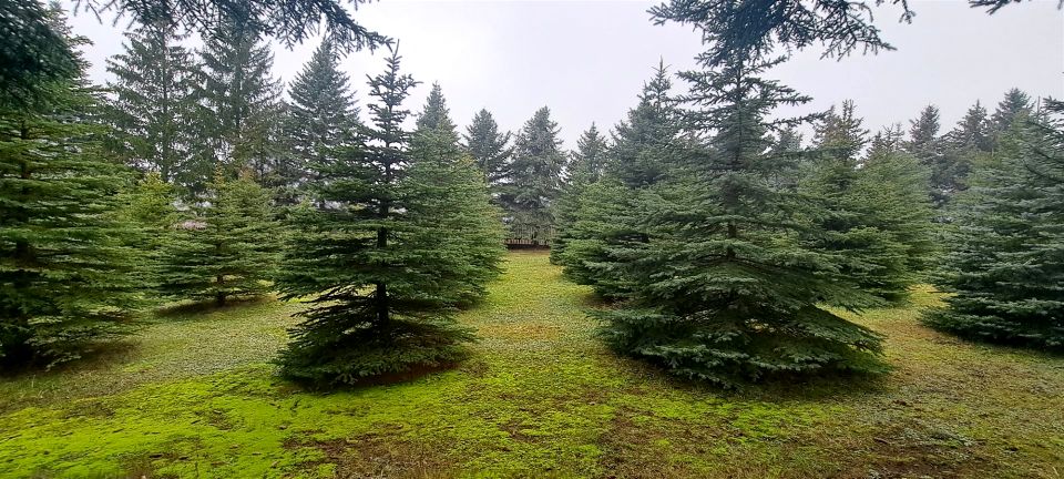 Działka usługowa Żółtki