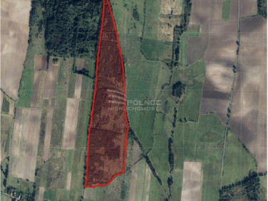 Działka leśna Grzymalin