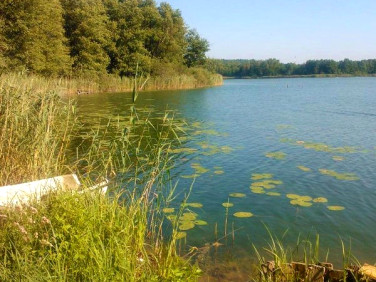 Działka leśna Mężyk