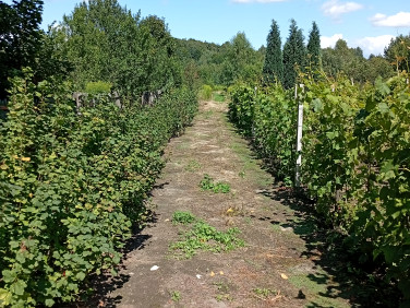 Działka Ludwinów 57