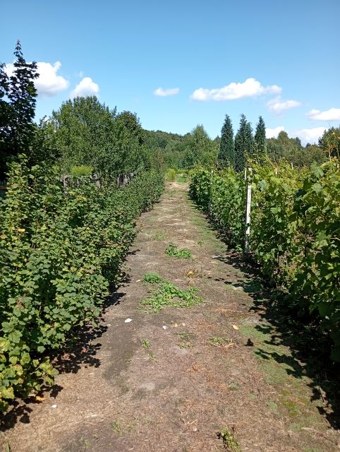 Działka Ludwinów 57