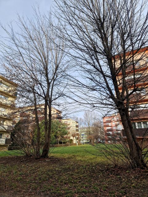 Mieszkanie Siemianowice Śląskie