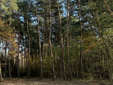 Działka budowlana Budy-Grzybek