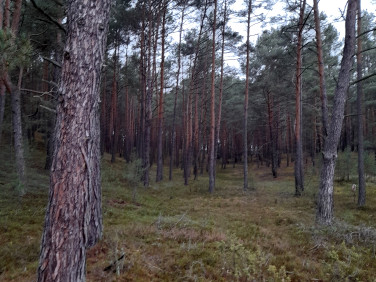 Działka leśna Patoki