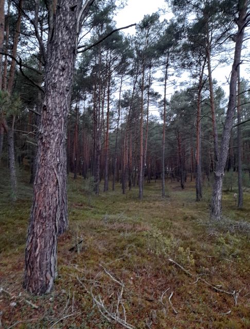 Działka leśna Patoki