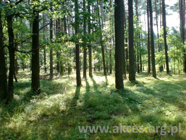 Działka budowlana Otwock