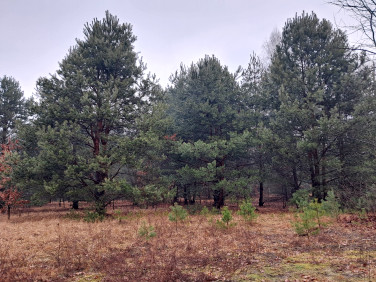 Działka budowlana Sulejówek