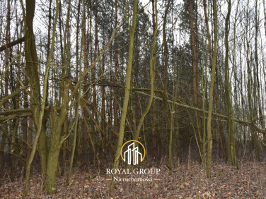 Działka leśna Jawidz