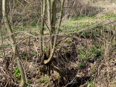 Działka rolna Czernichów