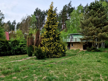 Działka leśna Boruszowice