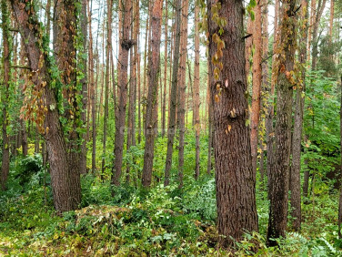 Działka budowlana Borki