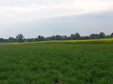 Działka rolna Zambrzyniec
