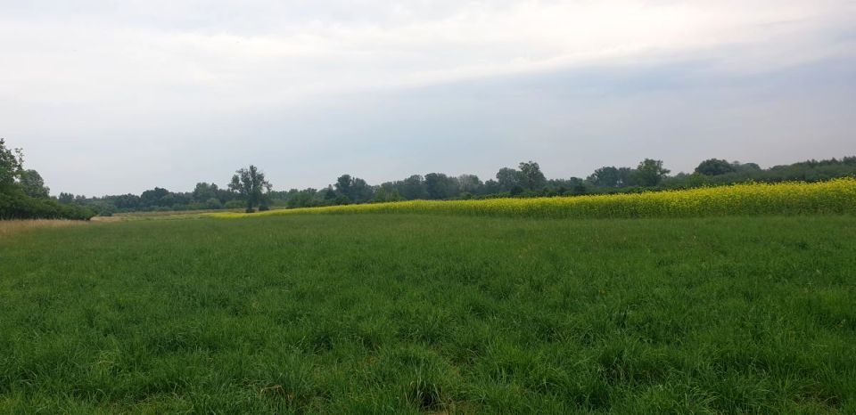 Działka rolna Zambrzyniec
