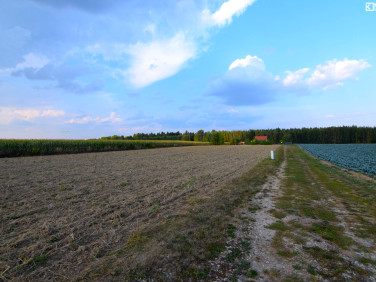 Działka Motycz