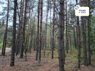 Działka leśna Uhowo