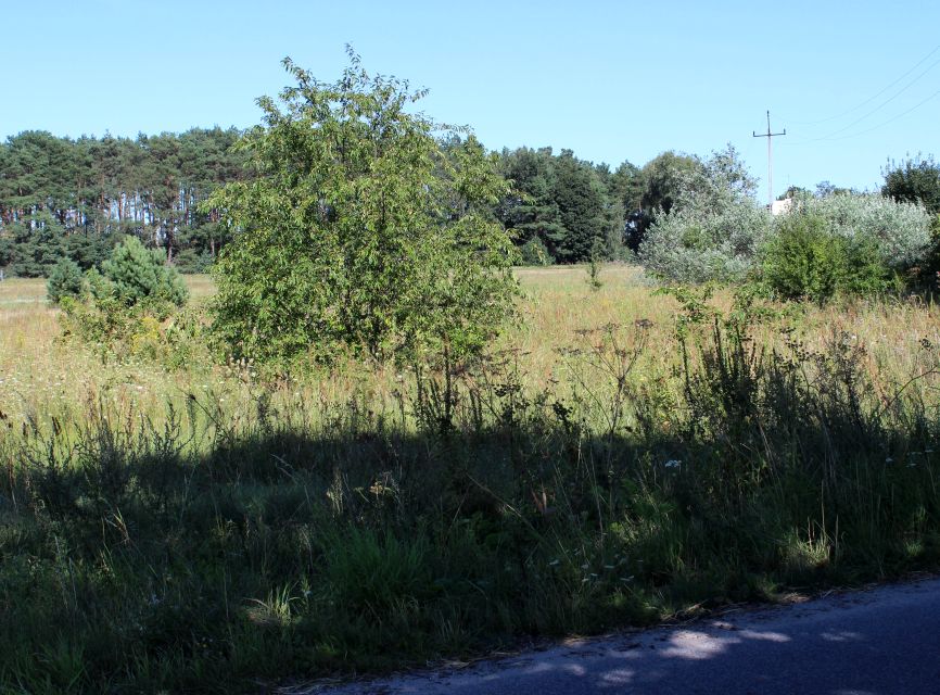 Działka budowlana Nowe Dąbie