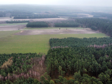 Działka leśna Gorzakiew