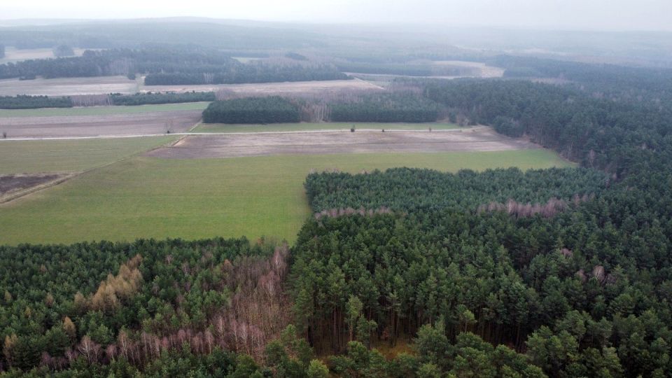 Działka leśna Gorzakiew