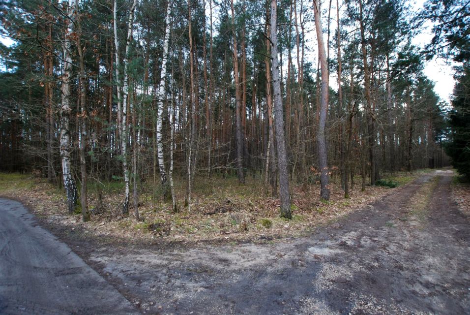 Działka leśna Daleszyce
