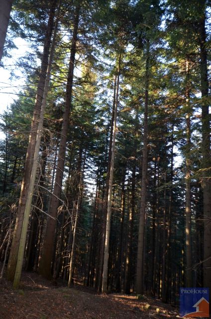 Działka leśna Chyszówki