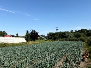 Działka budowlana Sulęcinek