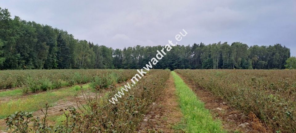 Działka budowlana Powązki