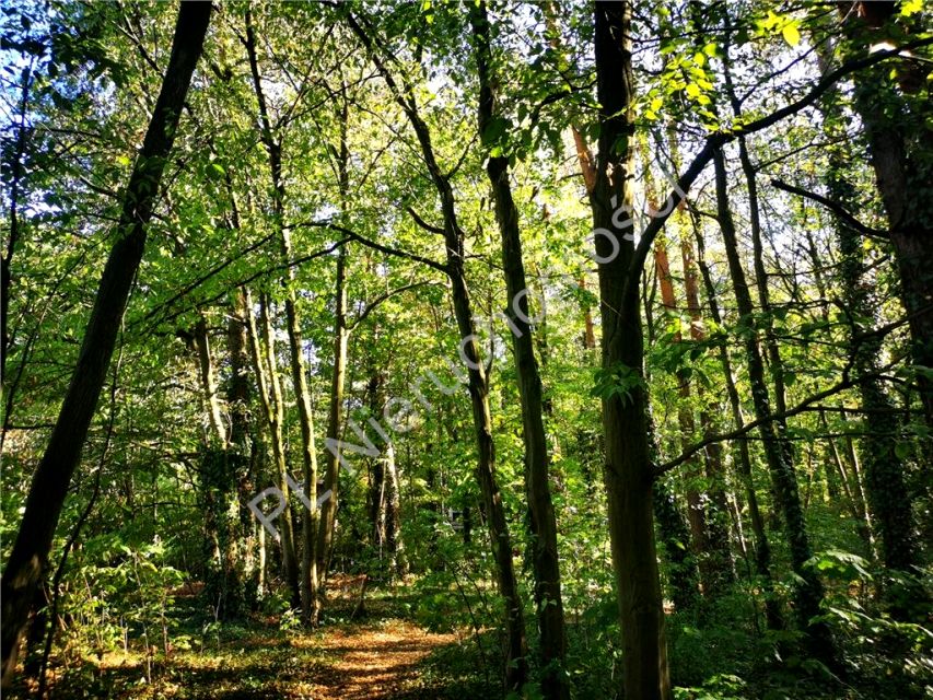 Działka Podkowa Leśna