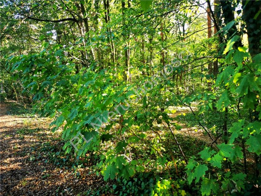 Działka Podkowa Leśna