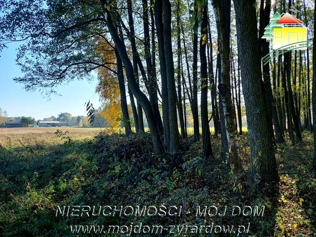 Działka Radziwiłłów