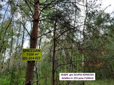 Działka leśna Skąpe