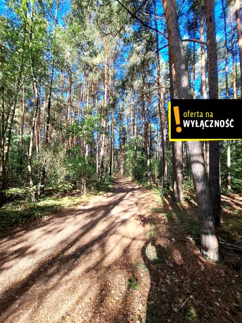Działka leśna Suków