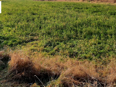 Działka budowlana Brynek sprzedam