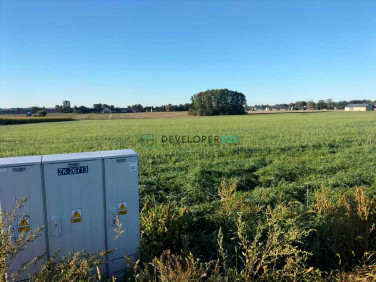 Działka KUROWO-KOLONIA