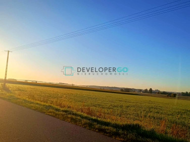 Działka KUROWO-KOLONIA