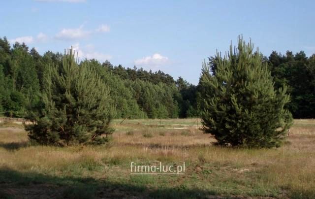 Działka budowlana Wysoka