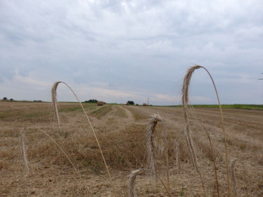 Działka inna Grodzisk Wielkopolski sprzedam