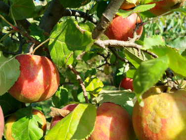 Ogrodzona działka sprzedam