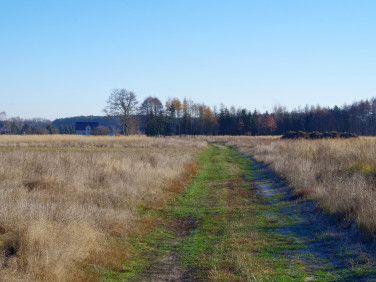 Pusta działka Niedźwiedź