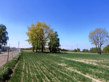 Działka Gogołowa