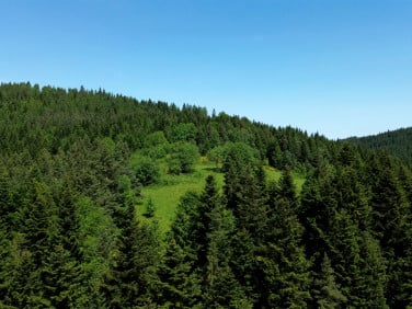 Zalesiona działka Łętowe