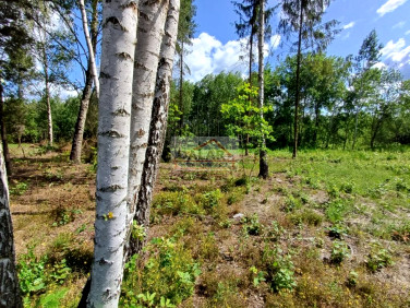 Działka Kędzierówka