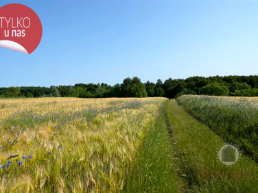 Działka budowlano-rolna Kłodawa sprzedam